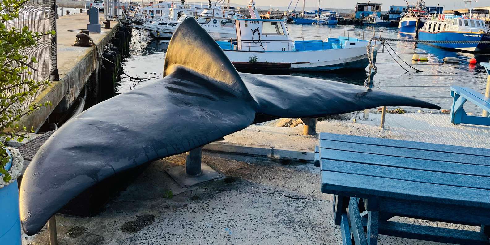 Whale Watching in Hermanus Shared Tour - Good To Know