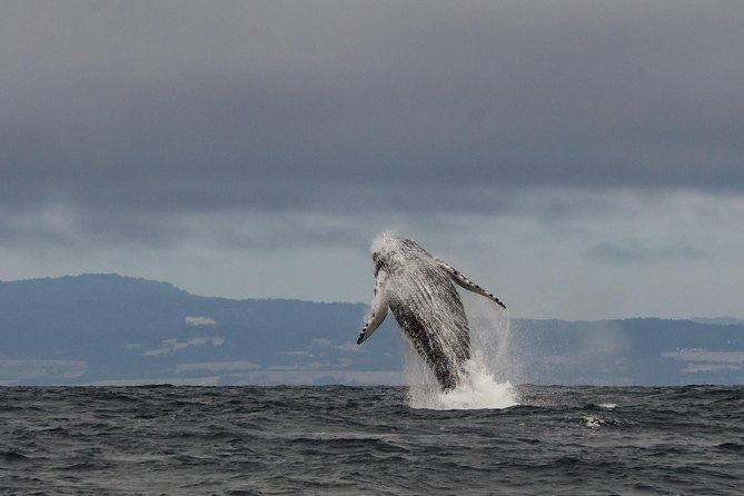 Whale Watching Monterey Bay Semi-Private Limited to 6 People Max - Good To Know