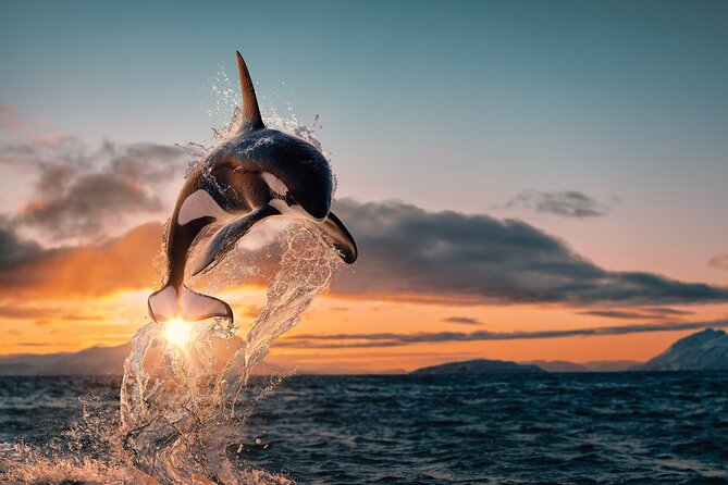 Whale Watching RIB Experience (Without Transfer Tromso-Skjervoy) - Good To Know