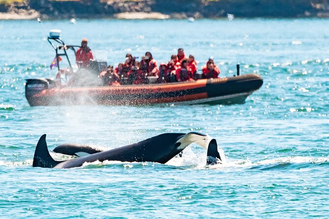 Whale Watching Tour in a Zodiac Boat in Victoria - Good To Know