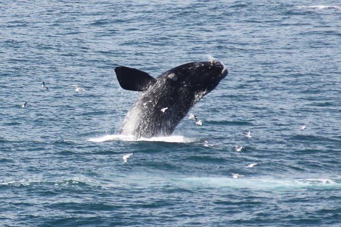 Whale Watching Walking Tours (Land-Based) - From JUNE - Good To Know