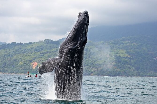 Whales and Dolphins Watching Tour From Manuel Antonio - Good To Know