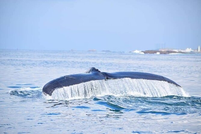 Whales & Dolphins Watching Trincomalee