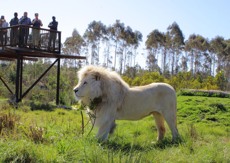 Wild Cat Experience 1-Hour Tour - Good To Know