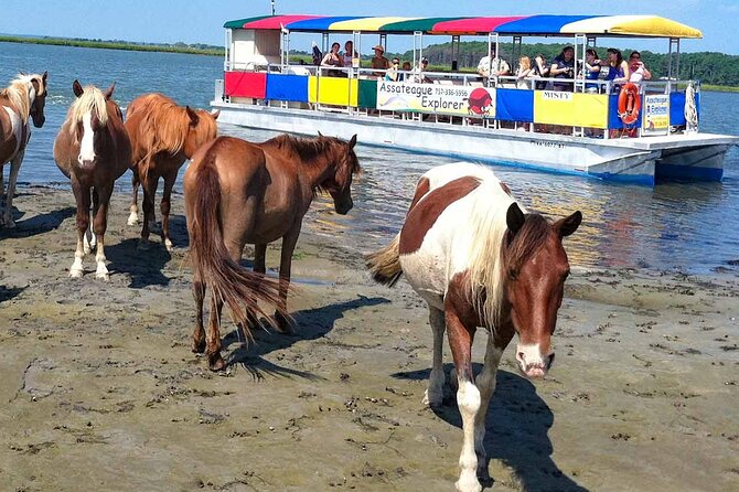 Wild Pony Watching Boat Tour From Chincoteague to Assateague - Good To Know