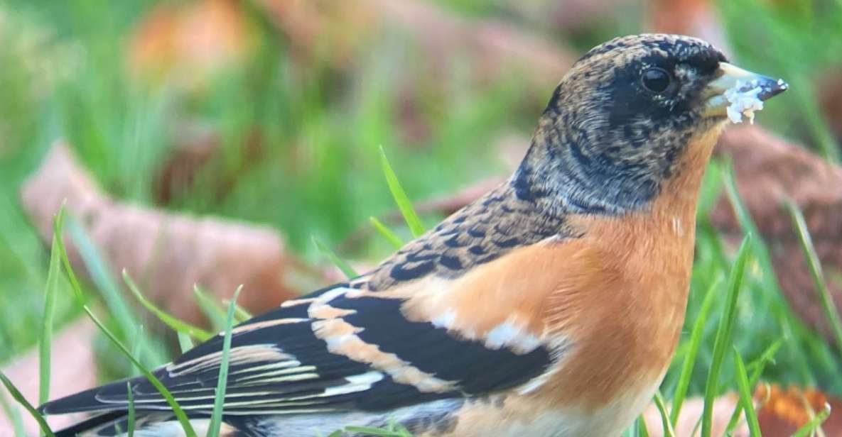 Wilder Skies - Somerset Nature Tours - Good To Know