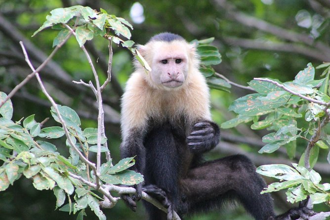Wildlife Tour at Palo Verde National Park - Good To Know