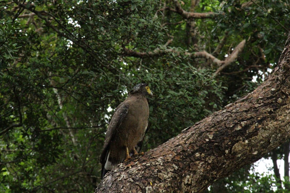 Wilpattu National Park : Full Day Safari (06:00am - 18:00pm) - Good To Know