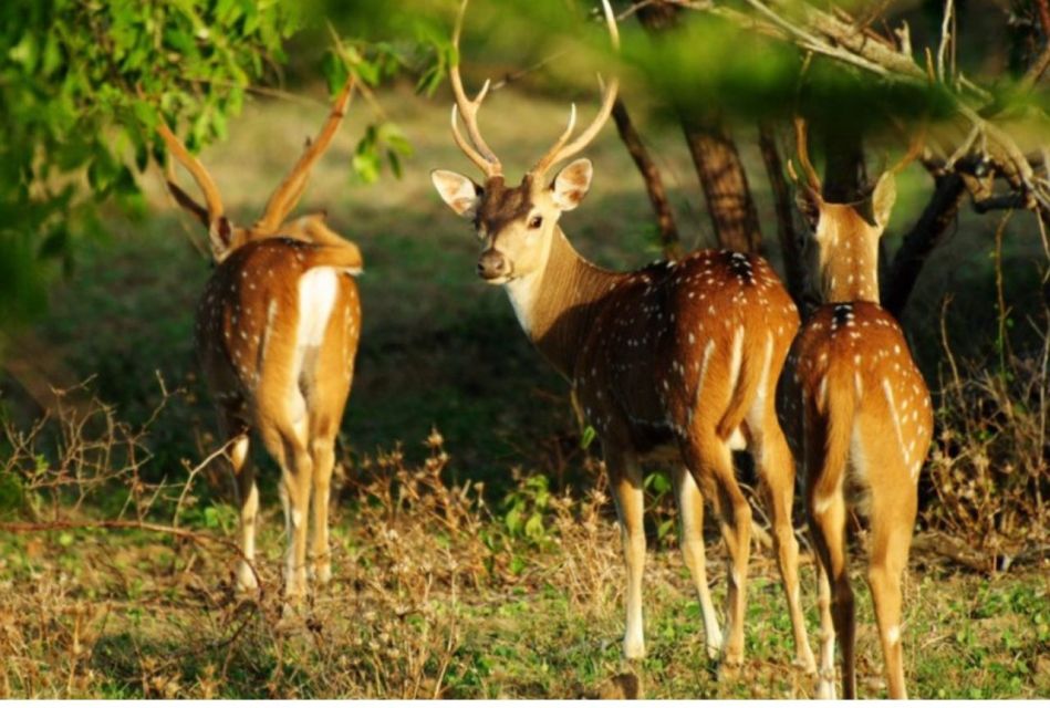 Wilpattu National Park: Morning or Evening Leopard Safari - Good To Know