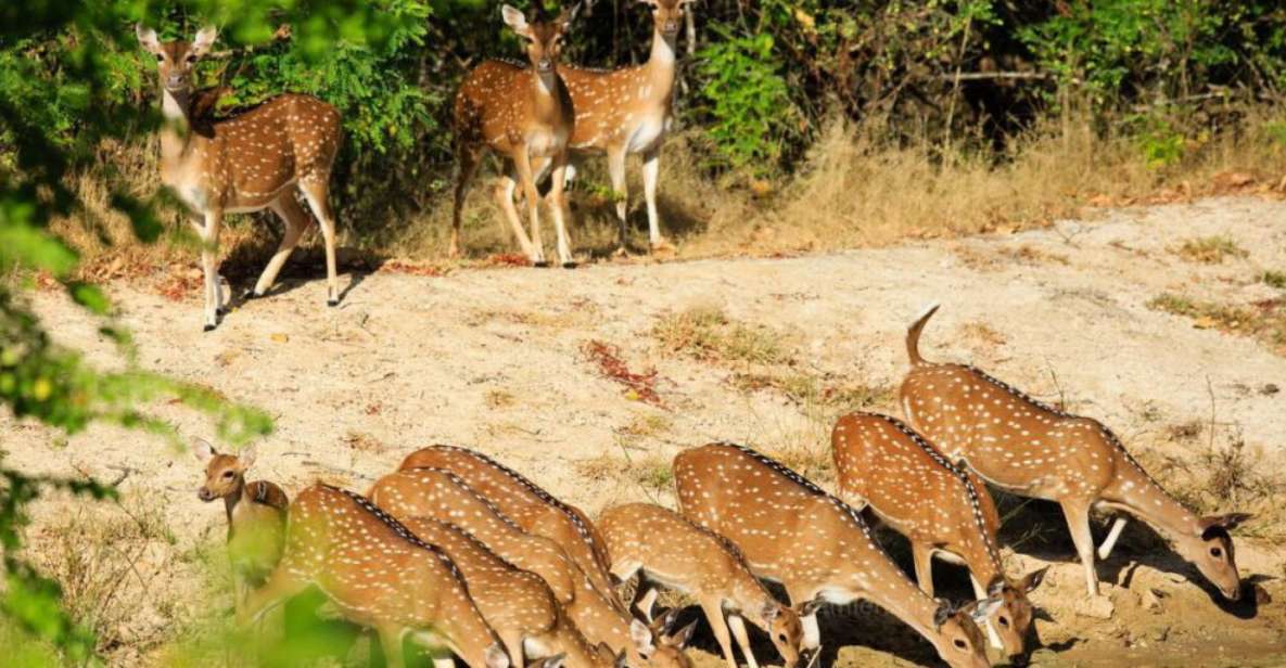 Wilpattu National Park Safari Tour From Colombo - Good To Know