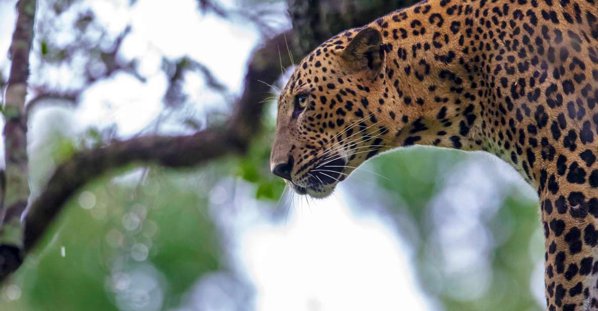 Wilpattu National Park Safari Tour - Good To Know