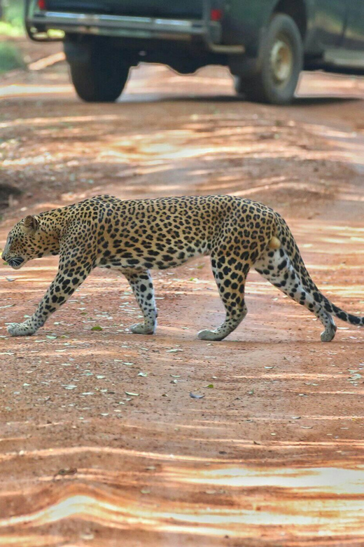 Wilpattuwa National Park Full/Half Day Private Safari - Good To Know