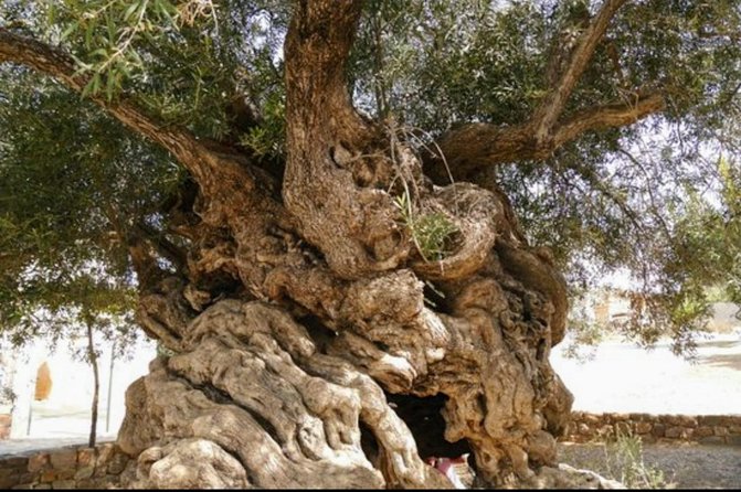 Wine & Olive Oil Tasting One Day Private Tour in Crete - Good To Know