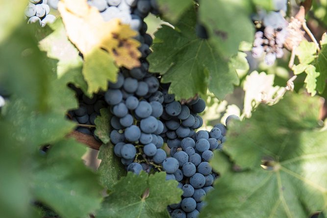 Wine Tour Experience at Agricola Tamburini - Good To Know