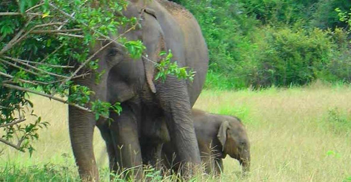 Wonder of Sri Lanka South Coast Yala, Udawalawe, Galle - Good To Know