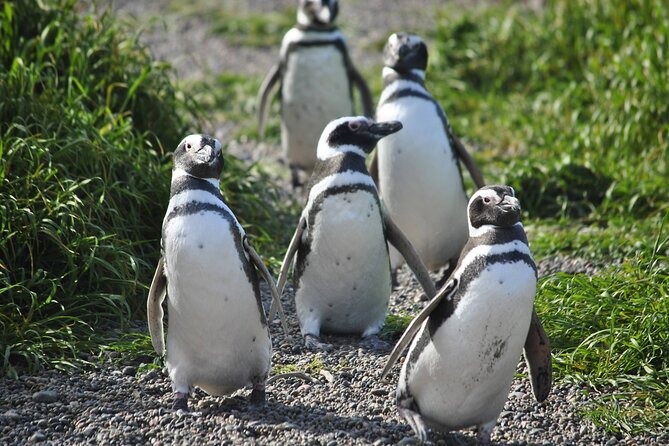 Wonderful Punta Tombo Penguin Rookery Tour for Cruise Passengers - Good To Know