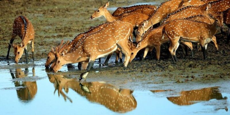 Yala: 1 Day Leopard Safari With Picnic Lunch From Hambantota - Good To Know