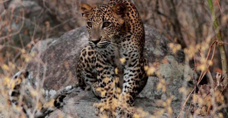 Yala Adventure: All-Inclusive Safari With Campsite Lunch - Good To Know