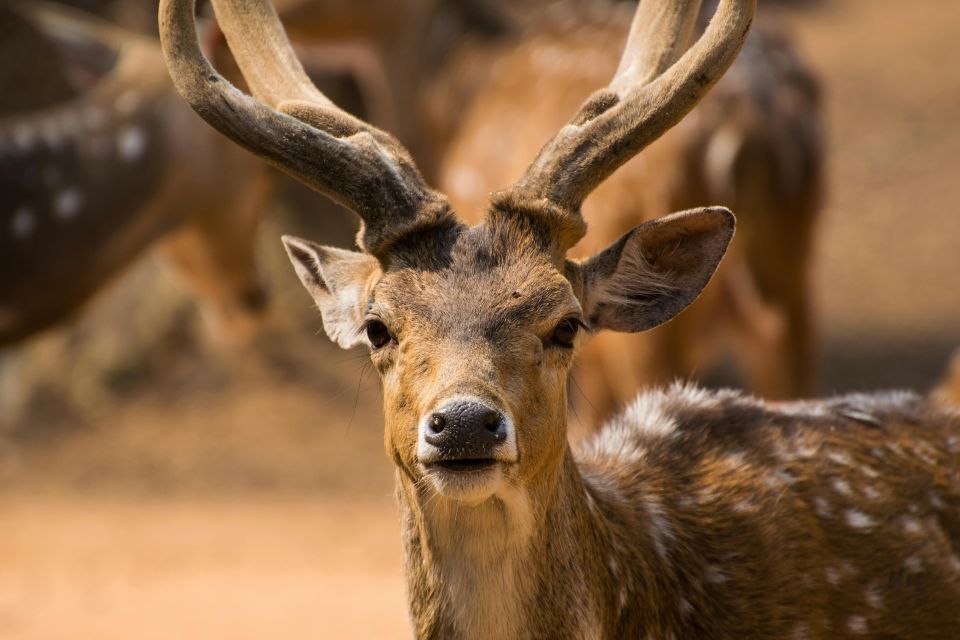 Yala All Inclusive Safari Tour With Free Entrance and Food - Good To Know