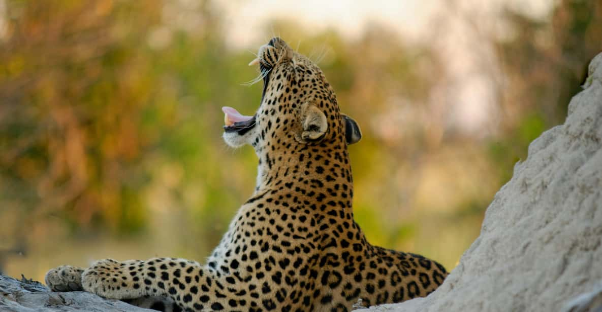 Yala FULL DAY Safari: (12 Hours) Tour With Breakfast & Lunch - Good To Know