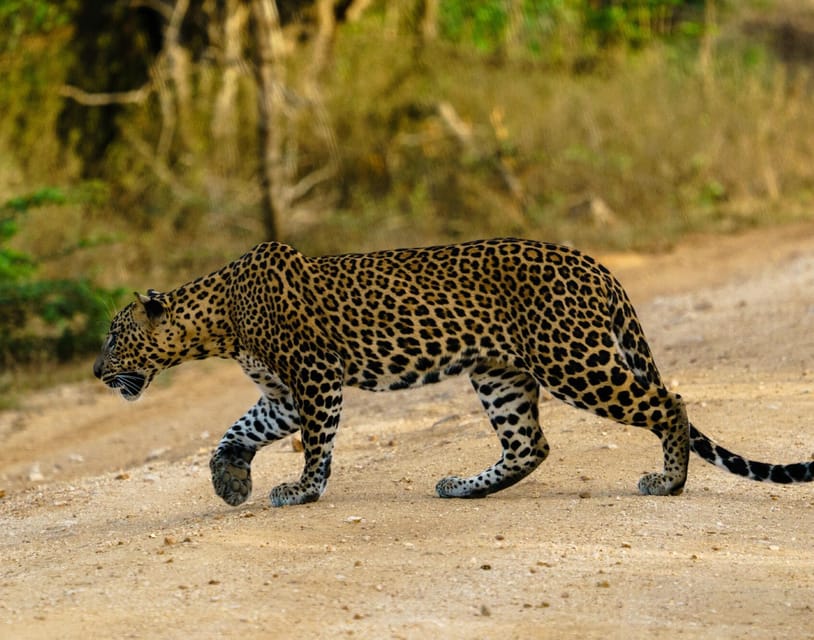 Yala National Park : 7 Hours & 12 Hours Leopard Safari Tours - Good To Know