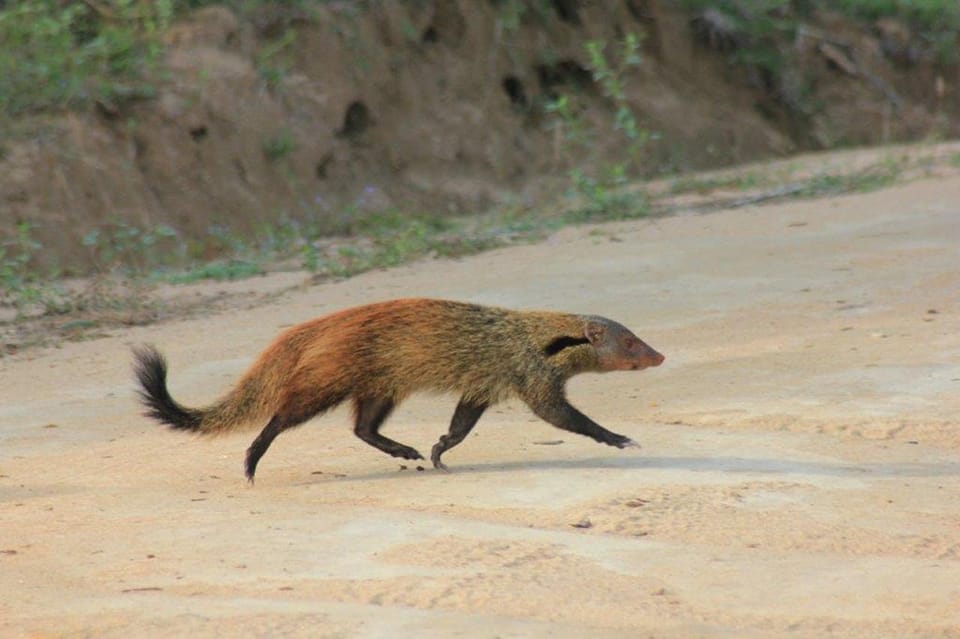 YALA National Park - Full Day Safari With Lunch & Breakfast - Good To Know