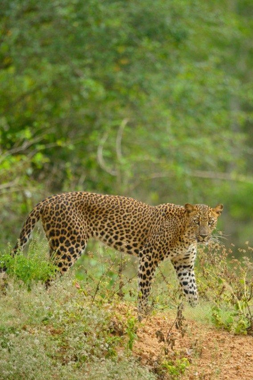 Yala: National Park Half Day Safari From Colombo - Good To Know