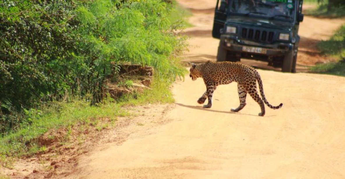 Yala National Park Half Day Safari - Good To Know