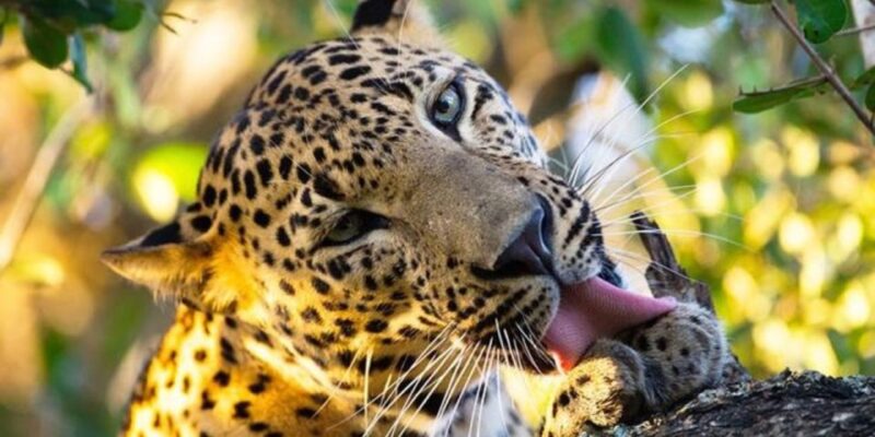 Yala National Park: Lake Fishing & Safari From Hambantota - Good To Know