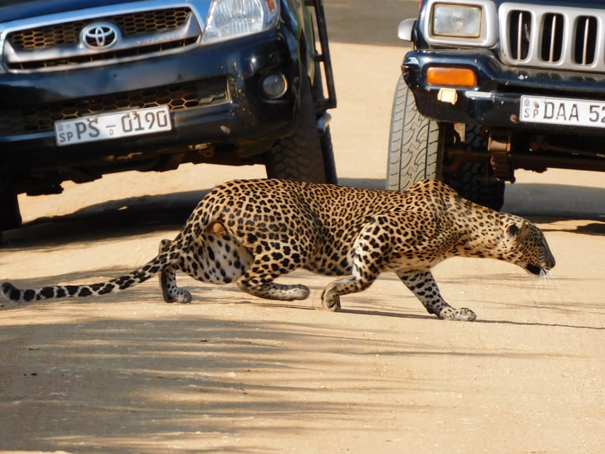 Yala National Park Morning Safari: 7 Hours Tour - Good To Know