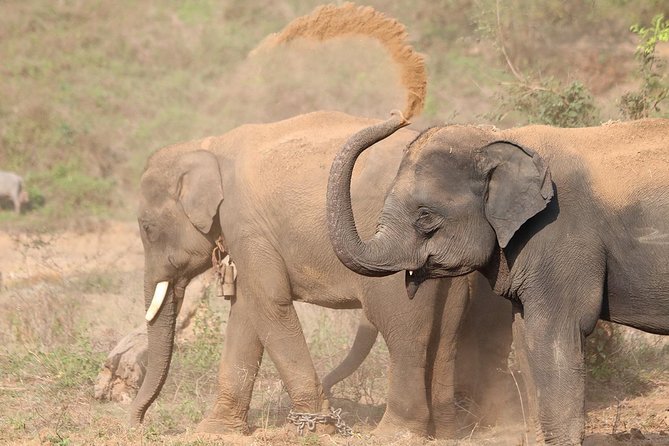 Yala National Park Private Safari (All Inclusive) From Mirissa - Good To Know