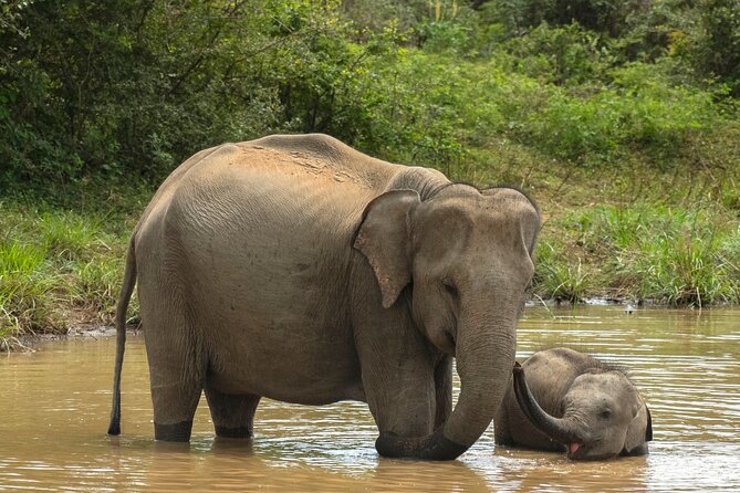 Yala National Park Private Safari Tour - Good To Know