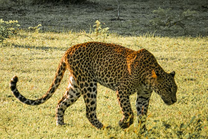 Yala National Park Safari From Hambantota Seaport - Good To Know
