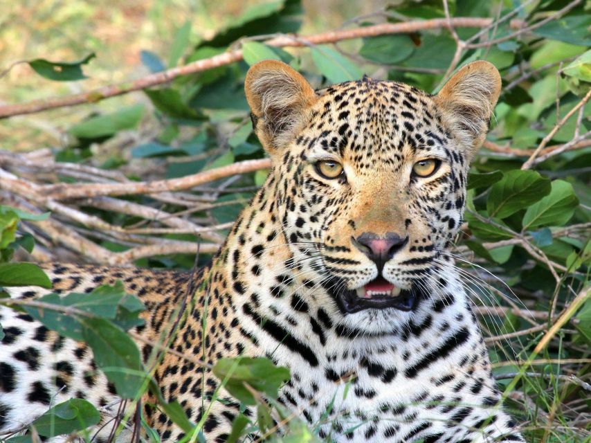 Yala National Park Safari PRIVATE TOURS- Half Day & Full Day - Good To Know