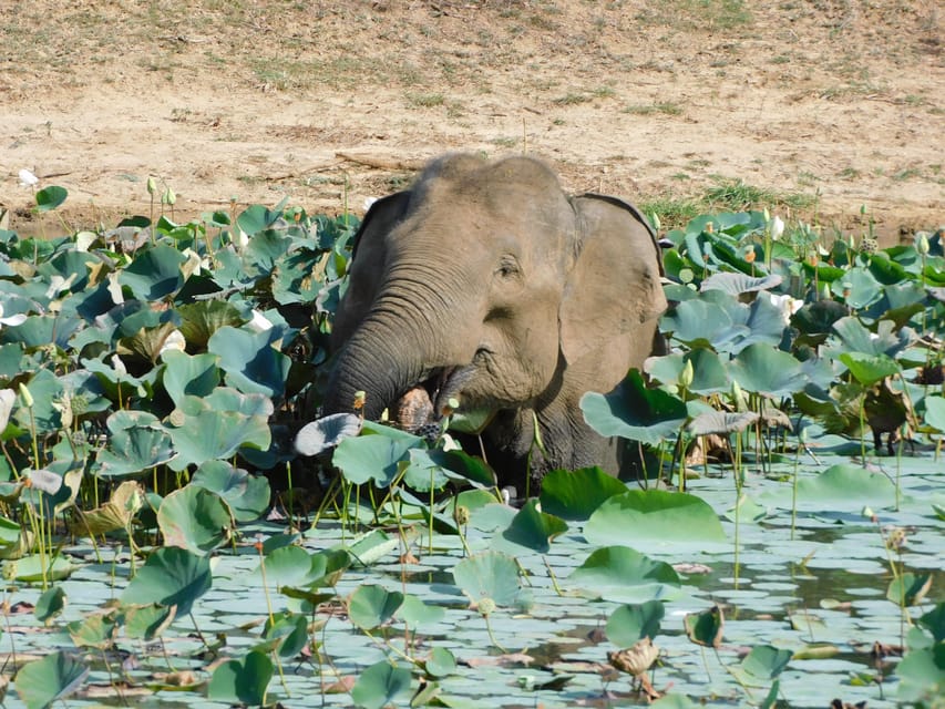 Yala National Park Safari Tours : 7 Hours & 12 Hours - Good To Know