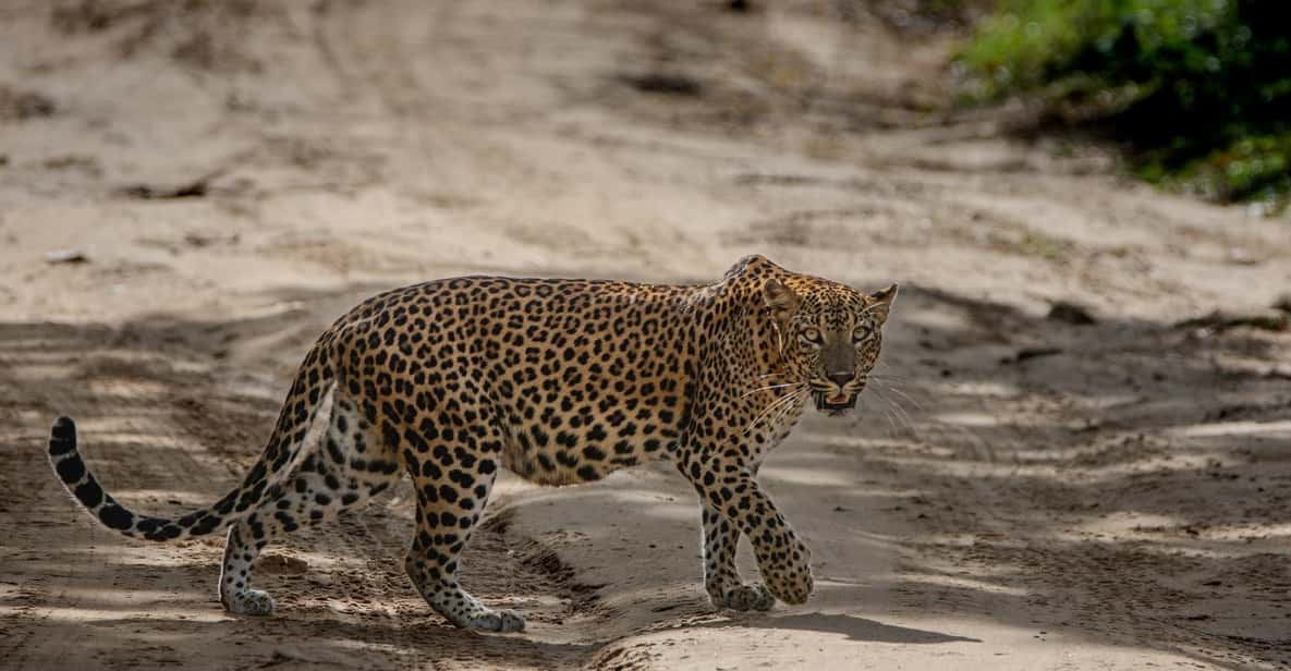 Yala National Park: Thrilling Wild Morning Afternoon Safari - Good To Know