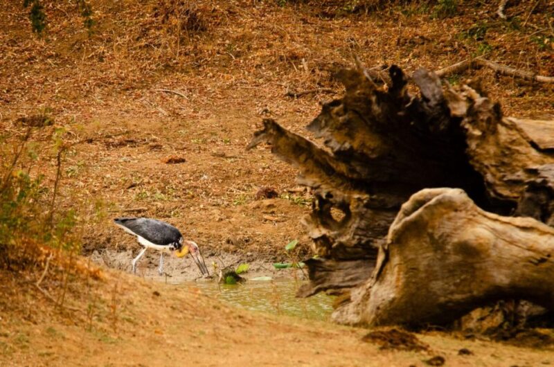 Yala National Park Wildlife Safari From Galle - Good To Know