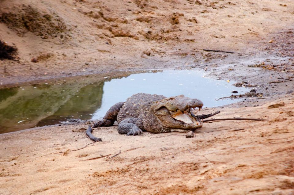 Yala National Park Wildlife Safari From Hambantota - Good To Know