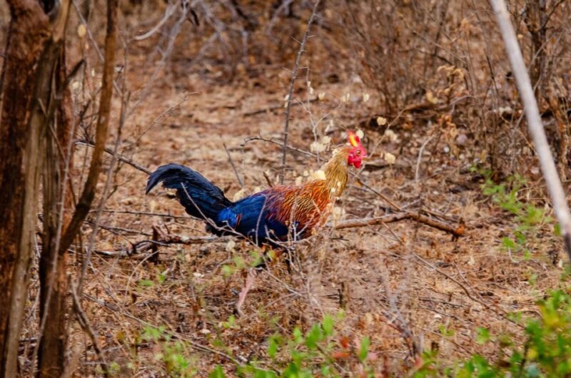 Yala National Park Wildlife Safari From Kaluthara - Good To Know