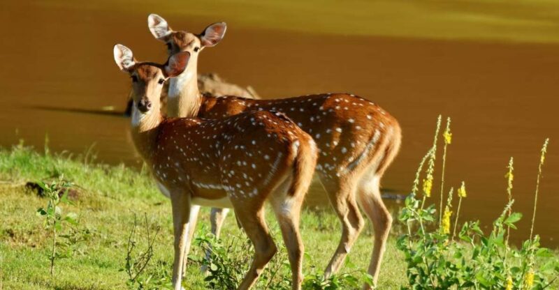Yala National Park Wildlife Safari From Tangalle - Good To Know