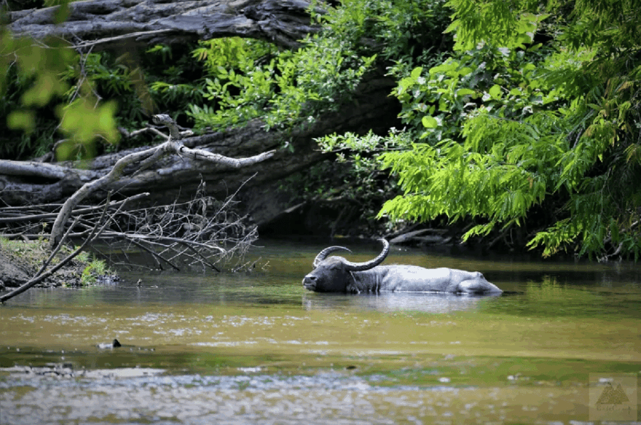 25 Best Safari Tours In Hambantota