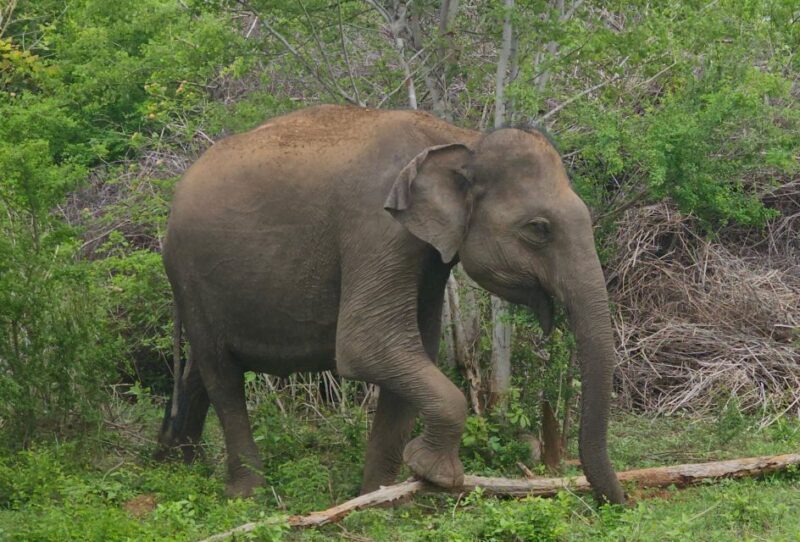 Yala Safari Day Tour - Bentota/Aluthgama/Ahungalla/Kosgoda - Good To Know
