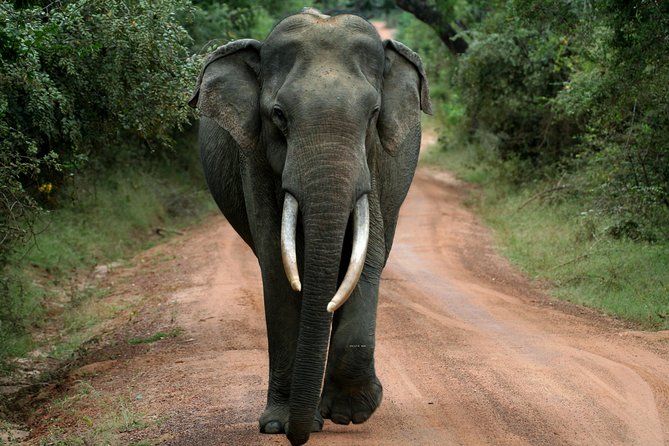 Yala Safari Jeep Tour With Abraham Travel - Good To Know