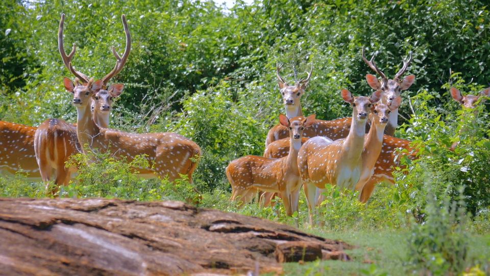 Yala Safari (Private) From Yala & Tissamaharama Area. - Good To Know