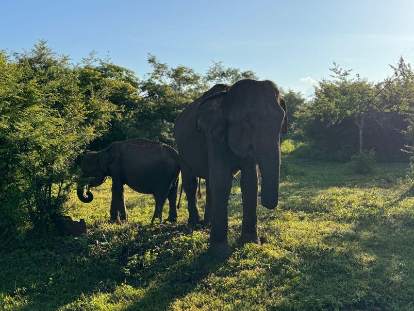 Yala Safari W Tush, With Pickup From Ella & Drop off at Ella - Good To Know