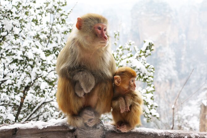 Zhangjiajie Grand Canyon and Glass Bridge Ticket