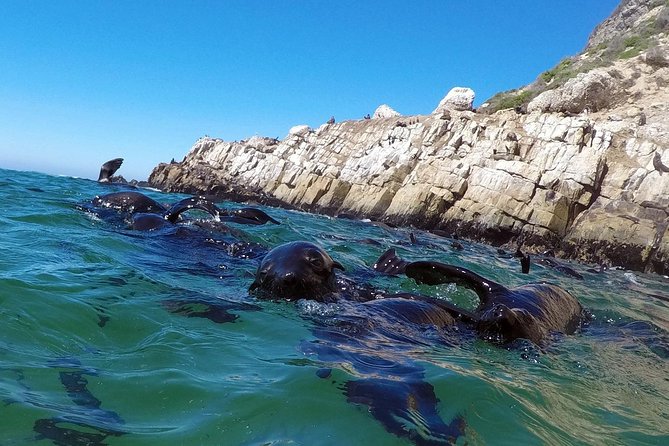1.5-Hour Seal Viewing Boat Tour in Plettenberg Bay - Good To Know