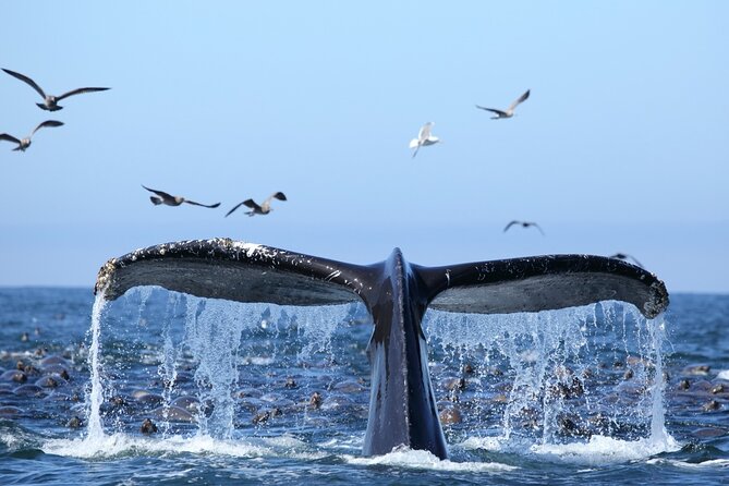 1.5 Hour Whale Watching Cruise With Pick-Up and Drop-Off - Good To Know