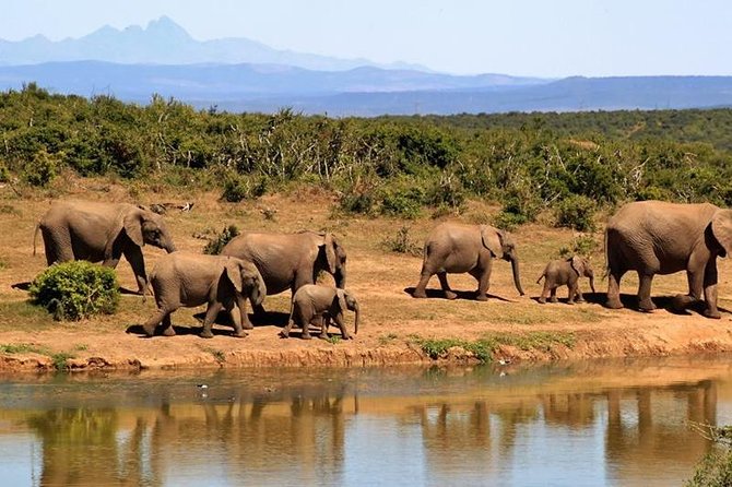 1 Day Amboseli Classic Safari Tour Package,Bruno Safaris Kenya
