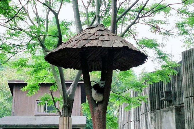 1-Day Chengdu Layover Tour: Panda Base, City Central With Round Airport Transfer - Inclusions and Amenities
